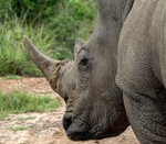 White Rhinoceros