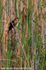 FLB011: Boat-tailed Grackle