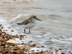 Dunlin