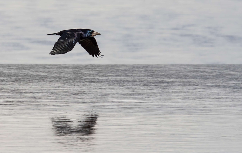 Rook - Dee Estuary