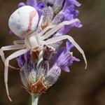 Female crab spider (Misumena vatia) on lavender. 
