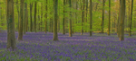 Bluebell Wood 1