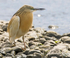 Squacco Heron.