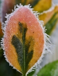 Wintry Euonymus