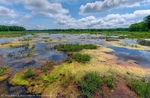 Algae Bloom Squamscott Marsh