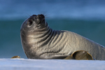 Southern Elephant Seal on sea shore, Sea Lion Island, The Falklands