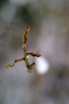 Snow - 42