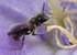 Chelostoma campanularum (m)