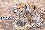 Cheetah Clean 7