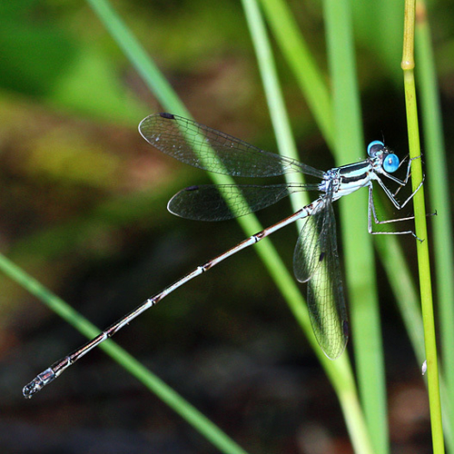 A male Slender Spreadwing damselfly.