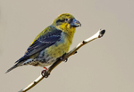 Crossbill
