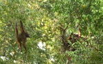 Danum valley
