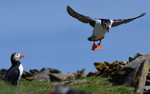 Noss Island