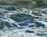Red-necked Phalarope rides wave, Farmoor