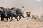 1st Lion Attack part 2