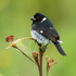 Variable Seedeater (male), Boquete, Panama
