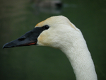 Trumpeter Swan