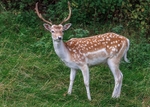 Fallow Deer