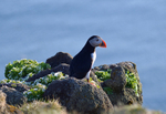 Puffin