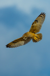 short eared owl Asio flammeus-4527