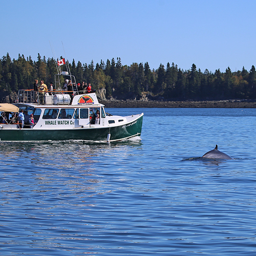 A Minke Whale surfaces just near the Island Quest Marine Tours boat as a captive audience looks onward.