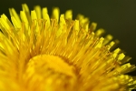Dandelion Detail