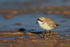 Puna Plover, Chaxa, Atacama, Chile