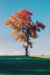 TheTree2007Layer70007