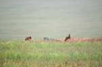 Great Bustards