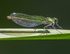 Banded Demoiselle