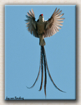Pin-tailed Wydah