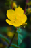 Flower - 6961