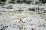 Whooper Swan
