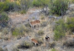 Red Deer