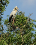 Asian Openbill perched on tree top, Gao Giong, Vietnam