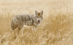 Coyote
