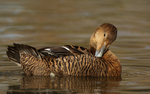 Female Eider