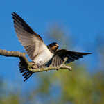 Swallow portfolio