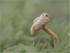 Fungi pastel