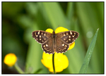 Butterfly - Woodland Brown (Lopinga achine)