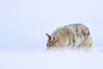 Coyote peers above snow drift, Yellowstone National Park