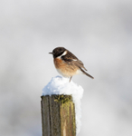 Stonechat - Saxicola rubicola