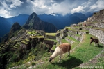 Machu Picchu's Ground's Keepers