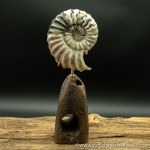 scun 170 Aegasteroceras sp