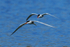 Common Tern with fish being chased by another at Farmoor