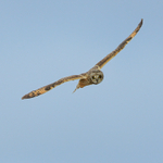 Short-eared Owl flying, Hawling, Gloucestershire