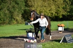 429-TIGER.LILY.XI-Jo.Lambourne-TrotUp+SJ portfolio