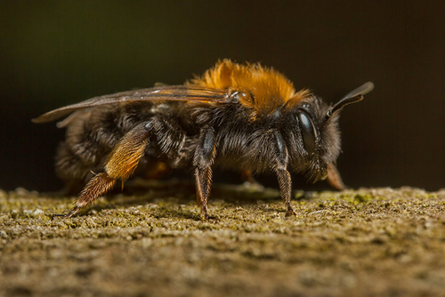 Andrena clarkella