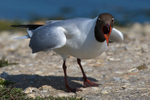 Black-headed Gull (breeding adult) calling at Brownsea Island
