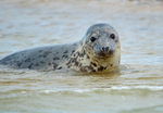 Common Seal